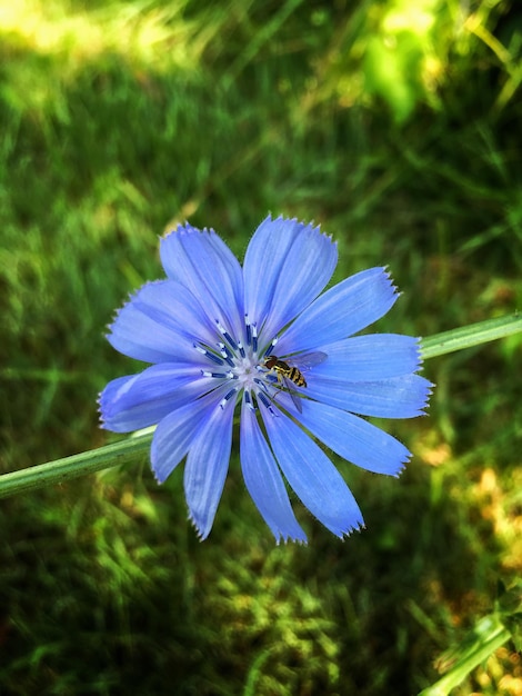 Foto nahaufnahme einer blauen blume, die im freien blüht