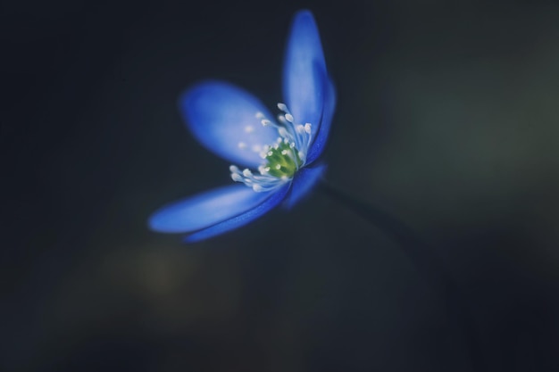 Foto nahaufnahme einer blauen blume vor schwarzem hintergrund