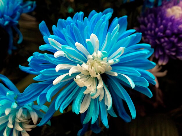 Foto nahaufnahme einer blauen blume