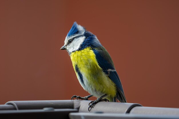 Foto nahaufnahme einer blauen brust