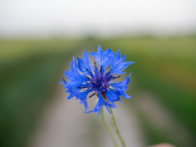 Nahaufnahme einer blauen Feldblume auf einem Feld bei Sonnenuntergang verschwommenen Hintergrund