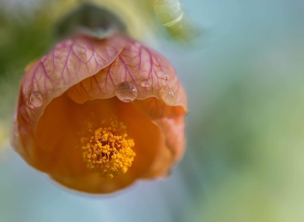 Nahaufnahme einer blühenden Blume im Park