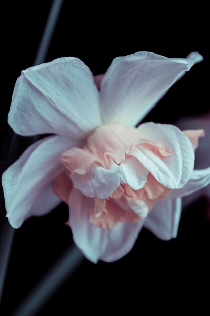 Foto nahaufnahme einer blühenden blume vor schwarzem hintergrund