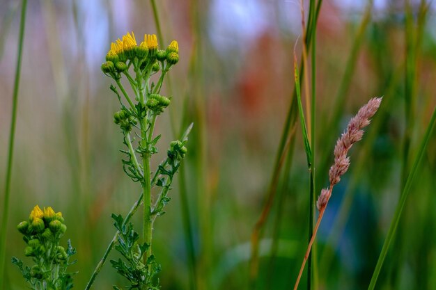 Foto nahaufnahme einer blühenden pflanze auf dem feld