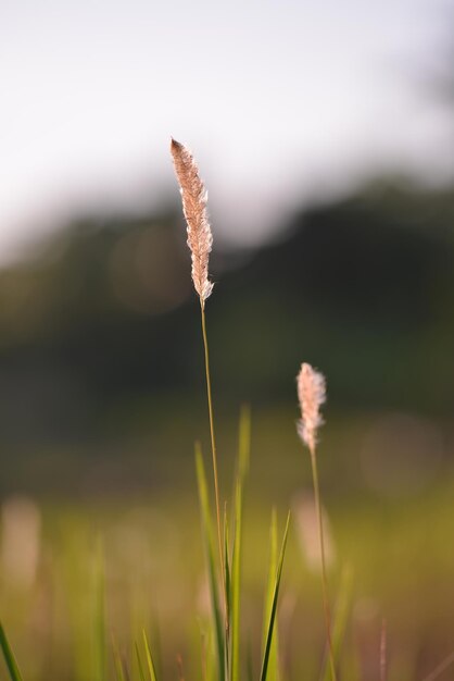 Foto nahaufnahme einer blühenden pflanze auf dem feld