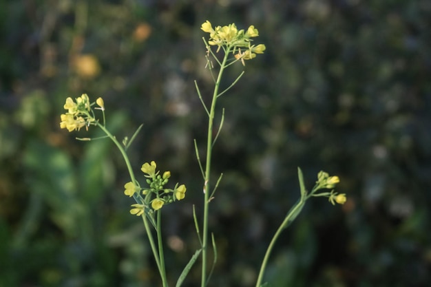 Foto nahaufnahme einer blühenden pflanze auf dem feld