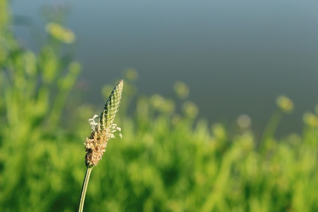 Nahaufnahme einer blühenden Pflanze auf dem Feld