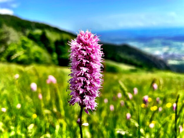 Foto nahaufnahme einer blühenden pflanze auf dem feld