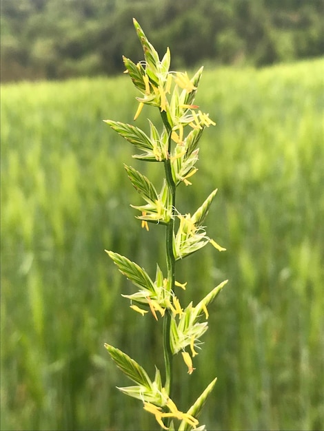 Foto nahaufnahme einer blühenden pflanze auf dem feld