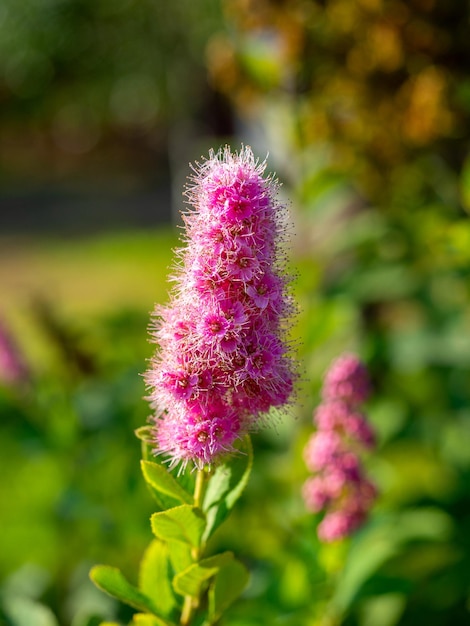 Nahaufnahme einer blühenden Pflanze Buddleja mit rosa Blüten. Vertikales Foto