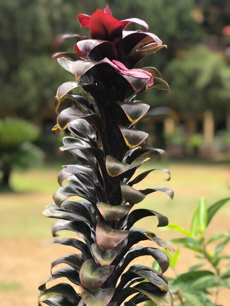 Foto nahaufnahme einer blühenden pflanze im park