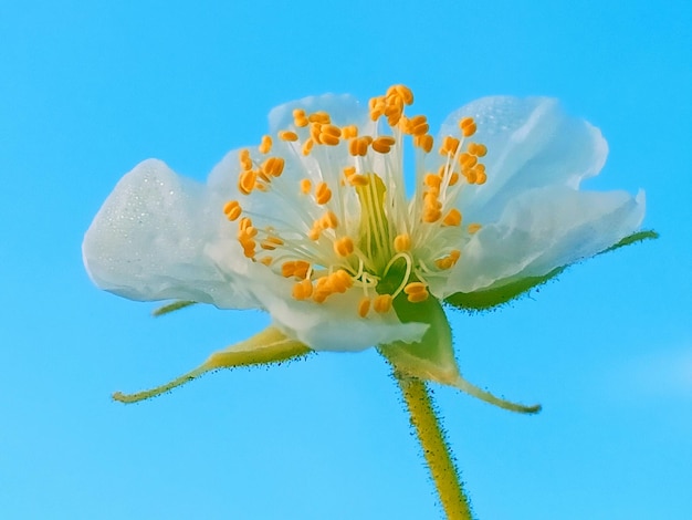 Foto nahaufnahme einer blühenden pflanze vor blauem himmel