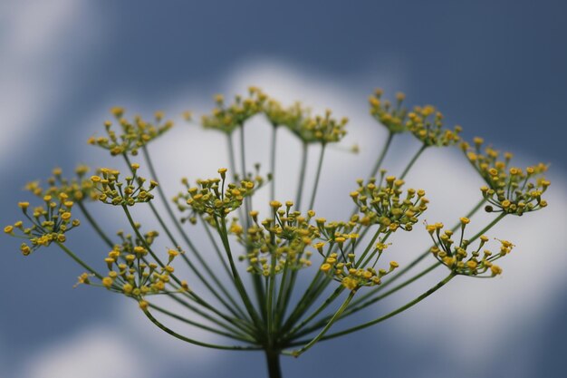 Nahaufnahme einer blühenden Pflanze vor dem Himmel