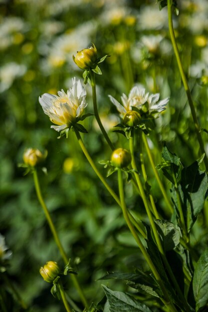 Foto nahaufnahme einer blühenden pflanze