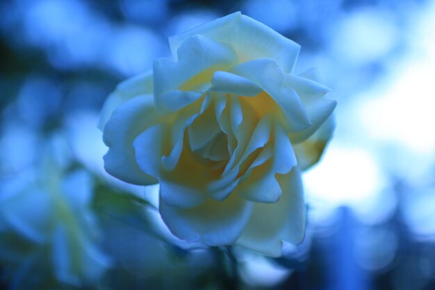 Foto nahaufnahme einer blühenden rose im freien