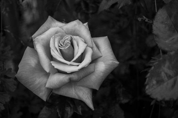 Foto nahaufnahme einer blühenden rose im garten