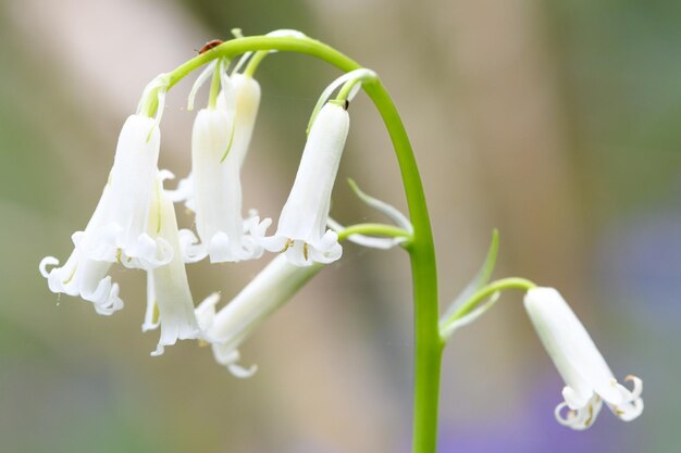 Nahaufnahme einer blühenden weißen Bluebellblume