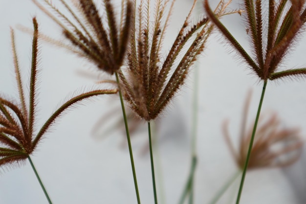 Foto nahaufnahme einer blütenpflanze