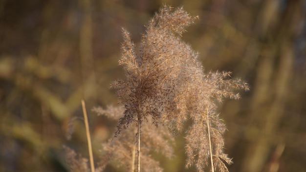 Foto nahaufnahme einer blütenpflanze