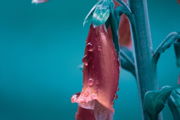 Nahaufnahme einer Blume auf grünem Hintergrund