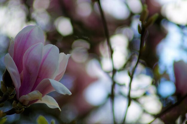 Nahaufnahme einer Blume, die auf einem Baum blüht