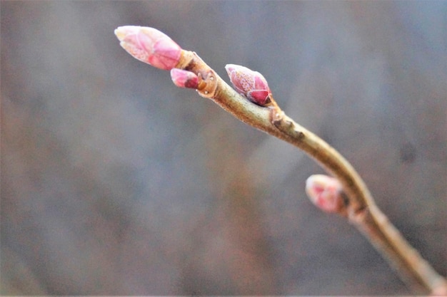 Nahaufnahme einer Blume, die auf einem Zweig wächst