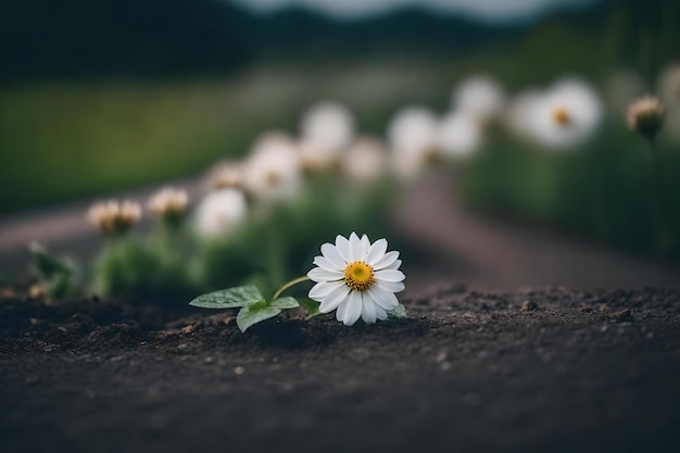 Nahaufnahme einer Blume, die aus einer Straße wächst