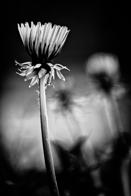 Foto nahaufnahme einer blume, die im freien blüht