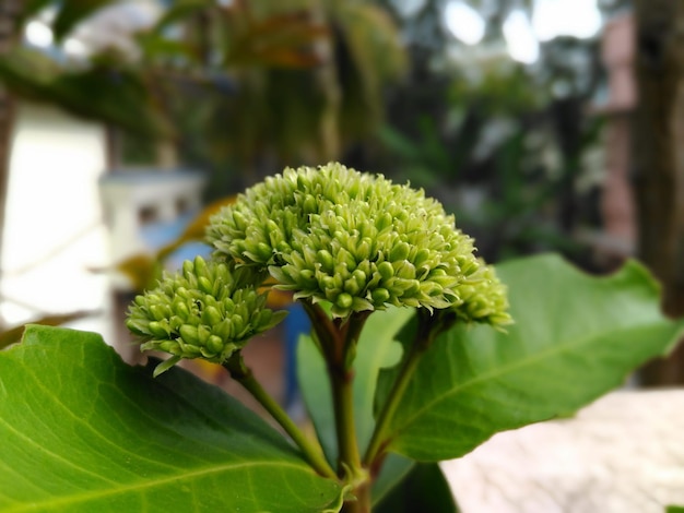 Foto nahaufnahme einer blume, die im freien blüht