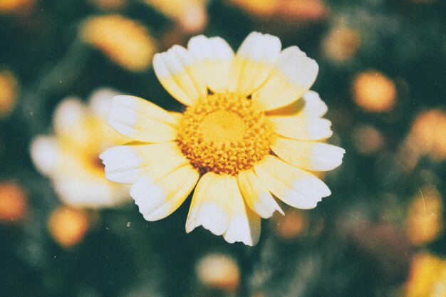 Foto nahaufnahme einer blume, die im freien blüht