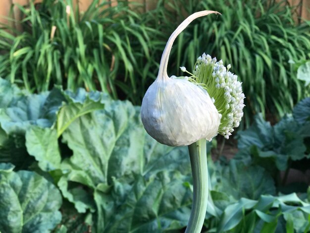 Foto nahaufnahme einer blume, die im freien blüht