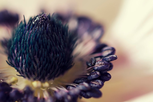 Nahaufnahme einer Blume, die im Freien blüht