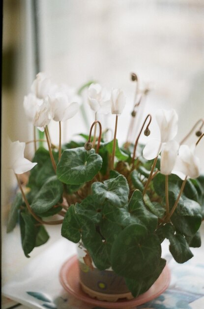 Foto nahaufnahme einer blume, die im freien blüht