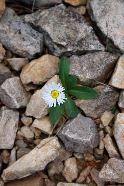 Foto nahaufnahme einer blume, die im freien blüht