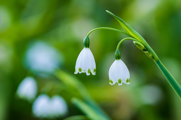 Nahaufnahme einer Blume, die im Freien wächst