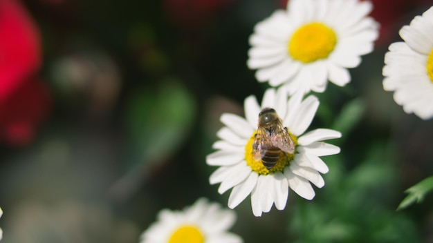 Nahaufnahme einer Blume, die von Bienen bestäubt wird