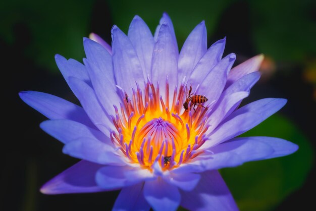 Foto nahaufnahme einer blume, die von bienen bestäubt wird