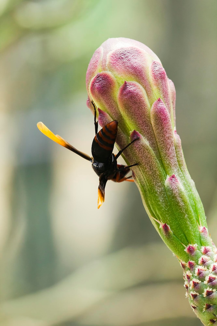 Foto nahaufnahme einer blume, die von bienen bestäubt wird