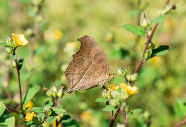 Foto nahaufnahme einer blume, die von einem schmetterling bestäubt wird