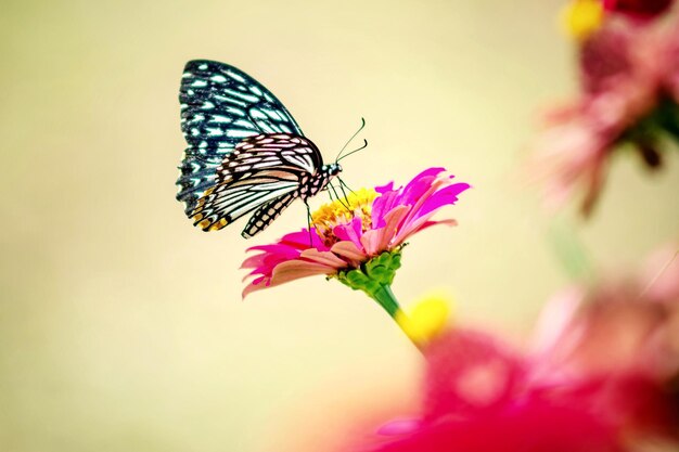 Foto nahaufnahme einer blume, die von einem schmetterling bestäubt wird