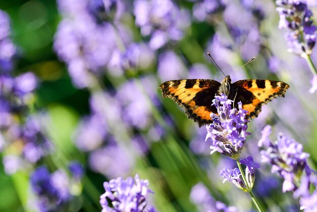 Foto nahaufnahme einer blume, die von einem schmetterling bestäubt wird