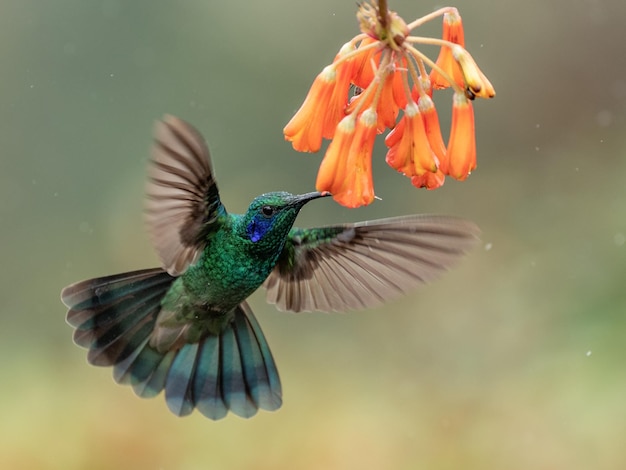 Nahaufnahme einer Blume, die von einem Vogel bestäubt wird, während er im Freien fliegt