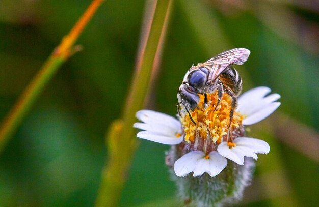 Foto nahaufnahme einer blume, die von honigbienen bestäubt wird