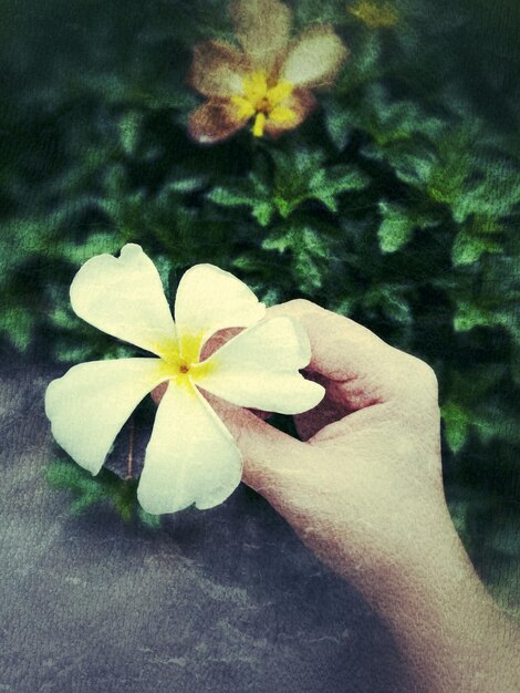 Nahaufnahme einer Blume in der Hand