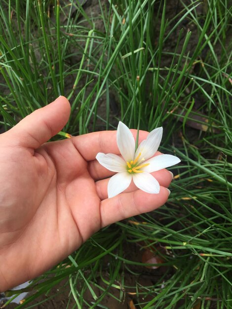 Nahaufnahme einer Blume in der Hand