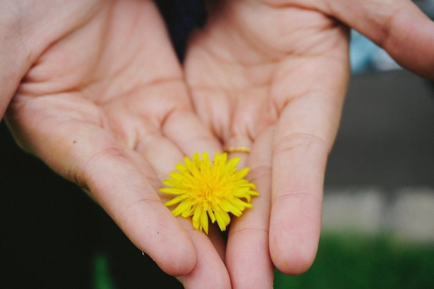 Nahaufnahme einer Blume in der Hand