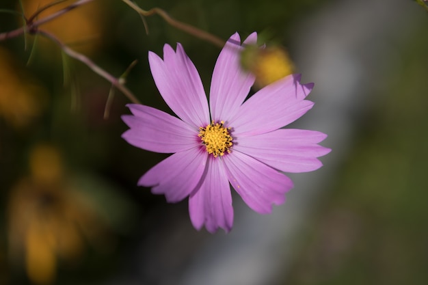 Nahaufnahme einer Blume kosmeya lila Farbe auf einem unscharfen Hintergrund. die Schönheit einer blühenden Pflanze