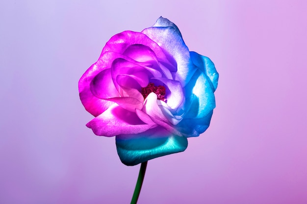 Foto nahaufnahme einer blume mit mehrfarbigem blütenblatt