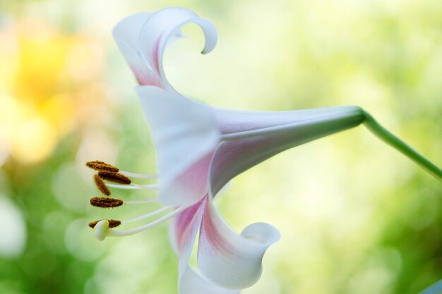 Foto nahaufnahme einer blume vor einem verschwommenen hintergrund