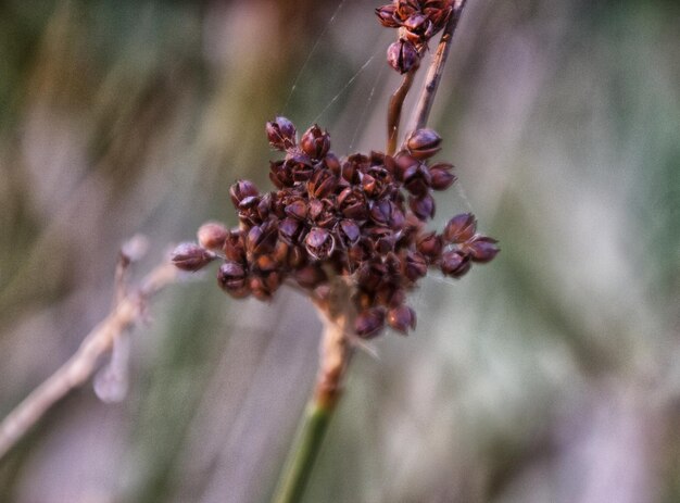 Foto nahaufnahme einer blume vor einem verschwommenen hintergrund